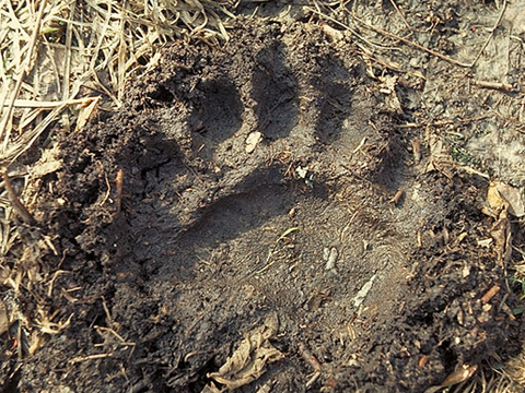 Bear Tracks